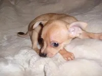 BAMBI, a female Chihuahua for sale in Canton, MS – Photo 5 of 5