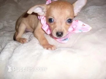 SUGAR – Chihuahua puppy for sale in Canton, MS