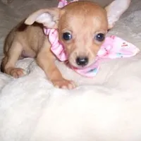 BAMBI, a female Chihuahua for sale in Canton, MS – Photo 2 of 5