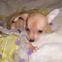 BAMBI, a female Chihuahua for sale in Canton, MS – Photo 1 of 5