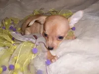 BAMBI, a female Chihuahua for sale in Canton, MS – Photo 1 of 5