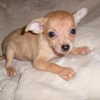 BAMBI, a female Chihuahua for sale in Canton, MS – Photo 3 of 5