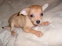 BAMBI, a female Chihuahua for sale in Canton, MS – Photo 3 of 5