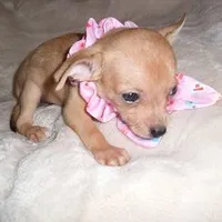 BAMBI, a female Chihuahua for sale in Canton, MS – Photo 4 of 5