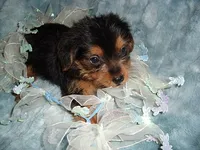 CASPER, a male Yorkipoo for sale in Canton, MS – 4 of 4
