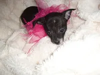 ANGEL, a female Chihuahua for sale in Canton, MS – 3 of 5