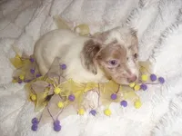 LAVENDER BABY, a female Chihuahua for sale in Canton, MS – 3 of 3