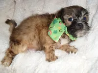JASPER, a male Shih Tzu for sale in Canton, MS – 3 of 3