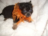 fluffy man, a male Chihuahua for sale in Canton, MS – 3 of 5