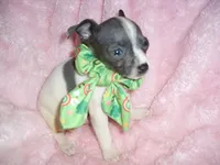 BLUE MAN, a male Chihuahua for sale in Canton, MS – 2 of 4