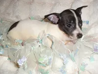 PACO, a male Chihuahua for sale in Canton, MS – 2 of 3