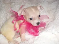 SUNNY, a female Chihuahua for sale in Canton, MS – 2 of 3