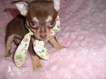 TINY COCO, a male Chihuahua for sale in Canton, MS – Photo 1 of 2