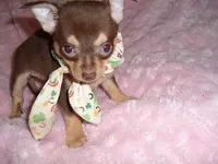 TINY COCO, a male Chihuahua for sale in Canton, MS – Photo 1 of 2