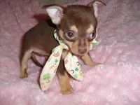 TINY COCO, a male Chihuahua for sale in Canton, MS – Photo 2 of 2