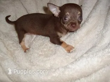 TINY COCO – Chihuahua puppy for sale in Canton, MS