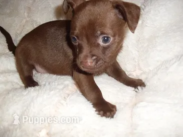 CHARLIE – Chihuahua puppy for sale in Canton, MS
