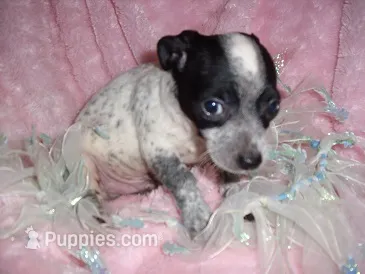 MERL MAN – Chihuahua puppy for sale in Canton, MS