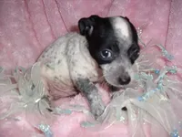 MERL MAN, a male Chihuahua for sale in Canton, MS – 1 of 3