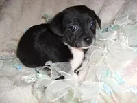 BAXTER, a male Chihuahua for sale in Canton, MS – Photo 2 of 4