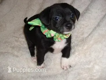 BAXTER, a male Chihuahua for sale in Canton, MS – Photo 1 of 4