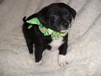 BAXTER, a male Chihuahua for sale in Canton, MS – Photo 1 of 4
