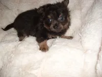 fluffy man, a male Chihuahua for sale in Canton, MS – 2 of 5