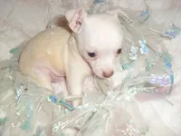 JAZZ, a male Chihuahua for sale in Canton, MS – 5 of 6