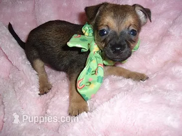 BAXTER – Chihuahua puppy for sale in Canton, MS