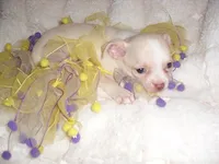 FANCY, a female Chihuahua for sale in Canton, MS – 4 of 4