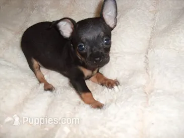 CARSON – Chihuahua puppy for sale in Canton, MS