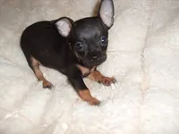 CARSON, a male Chihuahua for sale in Canton, MS – 1 of 4
