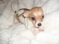 LILLIE, a female Chihuahua for sale in Canton, MS – 4 of 4
