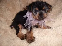 POO GIRL, a female Yorkipoo for sale in Canton, MS – 2 of 3