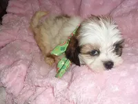 BUBBLES, a male Shih Tzu for sale in Canton, MS – 2 of 3