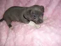 BLUE MAN, a male Chihuahua for sale in Canton, MS – 5 of 5