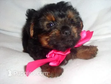 SALLY – Yorkipoo puppy for sale in Canton, MS