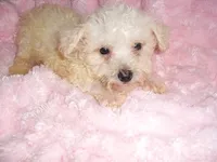 JASPER, a male Maltipoo for sale in Canton, MS – 3 of 4