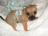 COOPER, a male Chihuahua for sale in Canton, MS – 5 of 5