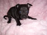 MIDNIGHT, a male Chihuahua for sale in Canton, MS – 2 of 4