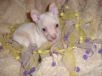 ANGEL BABY, a female Chihuahua for sale in Canton, MS – 2 of 2