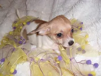 LILLIE, a female Chihuahua for sale in Canton, MS – 2 of 4