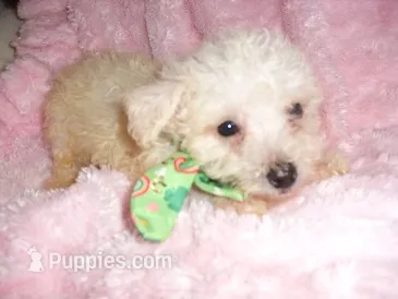 JASPER – Maltipoo puppy for sale in Canton, MS