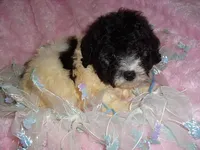 COOPER, a male Poodle - Toy  for sale in Canton, MS – 3 of 4