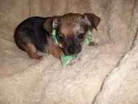 TINY MAN 2, a male Chihuahua for sale in Canton, MS – 3 of 4