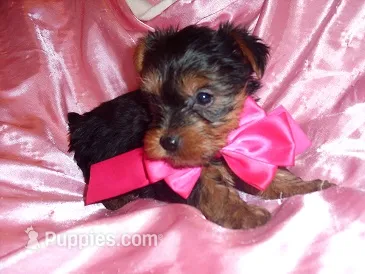 TINY ANGEL – Yorkshire Terrier puppy for sale in Canton, MS