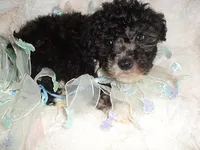DIGBY, a male Poodle - Toy  for sale in Canton, MS – 1 of 4