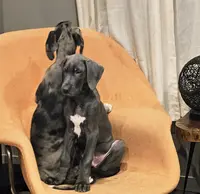 Reese, a male Great Dane and Irish Wolfhound for sale in Springfield, MO – Photo 1 of 6