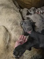 Reese, a male Great Dane and Irish Wolfhound for sale in Springfield, MO – Photo 2 of 6