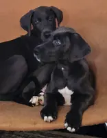 Reese, a male Great Dane and Irish Wolfhound for sale in Springfield, MO – Photo 3 of 6